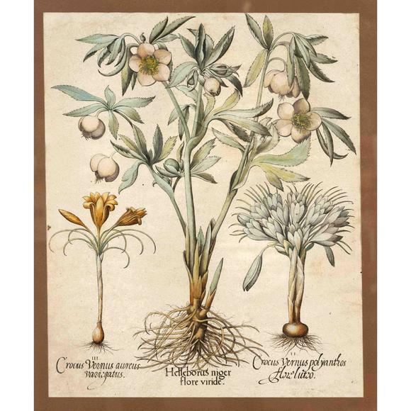 Historia AuktionshausBasilius Besler (1561–1629), ''H