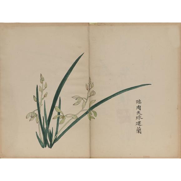 東京飛鳥(niǎo)十竹齋 蘭譜