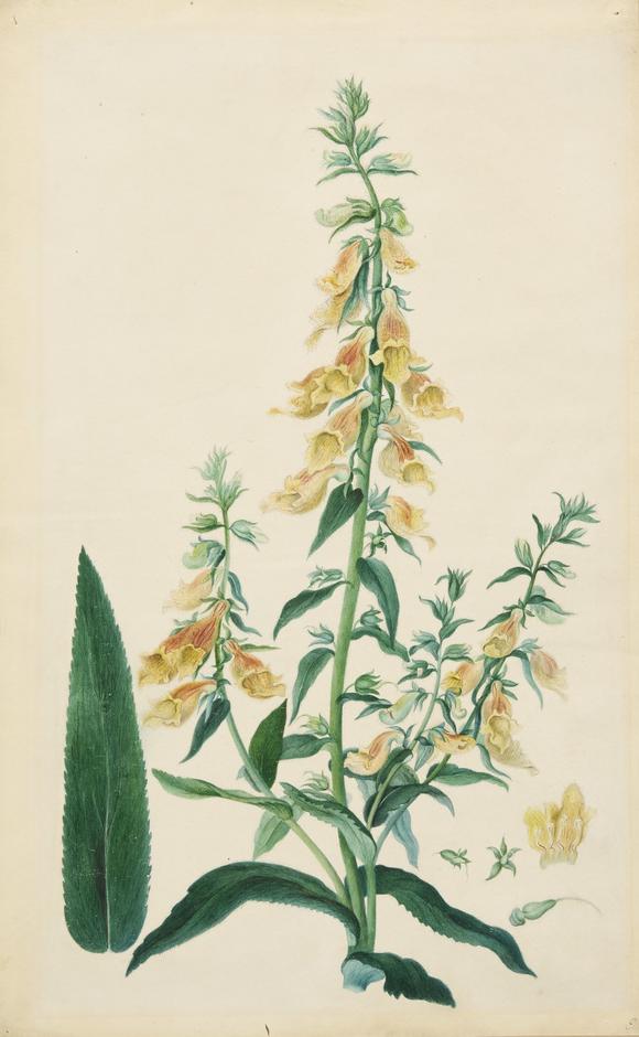 RoseberysA botanical study of a plant : Siberian foxglove (Digitalis Siberica),?
India, 19th century

Watercolour on card, perhaps inspired from Lindley's
